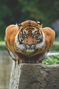 kitten-tamer:  noonepaysmeingum:  This looked like a buff ass