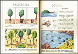 Codex Seraphinianus. Someday, i will have an actual copy of this