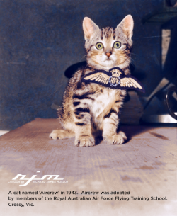 historicaltimes:  A cat named ‘Aircrew’ in 1943. Aircrew