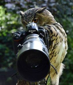funnywildlife:  Owly Molly Camera Action!  Buho♥