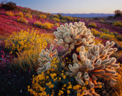 as-old-as-the-hills:  Teddy-bear cholla cactus, brittlebush,