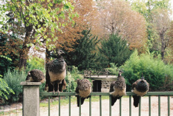 alohagardenparis:  _12e Paris Photography by momomi