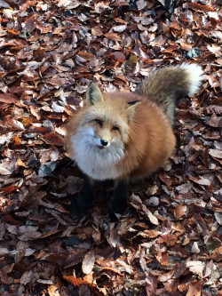 cute-overload:  Cheerful fox! Taken outside of Sendai in japan.http://cute-overload.tumblr.com