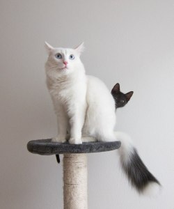   (by AlphabettiSpaghetti) 