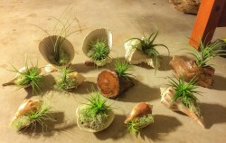 m-e-r–m-a-n:  Little plant/seashell/wood things I made