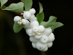  thepoisondiaries - Symphoricarpos albus, or the snowberry