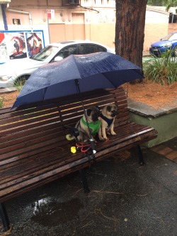 wnslw:  hydrolize:  Someone left their dogs outside the cafe