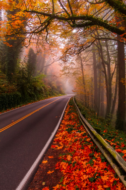  plasmatics: Fall colors ~ By Mandar Deshpande » 