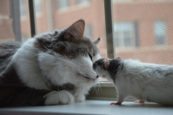 karasratworld:  Attempting to get along 