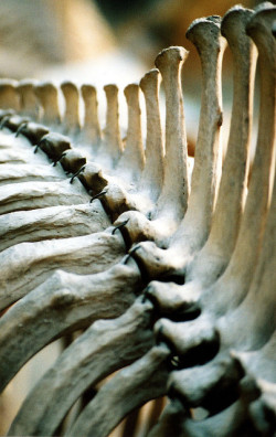 albinocoyote:  bones by kevinzim on Flickr. 