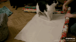 gifsboom:  Video: How to Wrap Your Cat for Christmas  