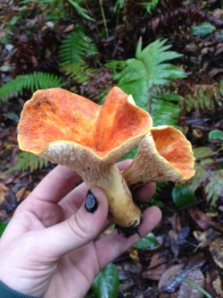 moon-medicine:  Toxic chanterelle look-a-like on the left and
