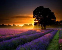 bluepueblo:  Sunset Lavender, Provence, France photo via pavel