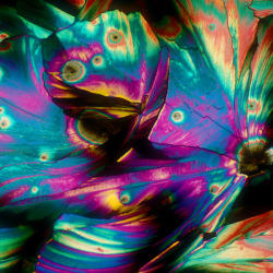 artsyrup:  Alcohol Under Microscope Pina Colada Vodka Tonic Tequila