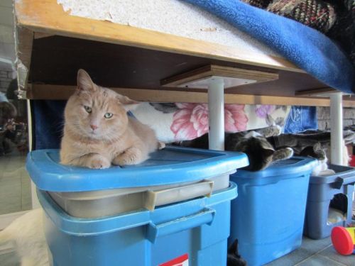    Canadian, Cat-Loving Tumblrers, I need your attention, please. To the Canadian cat lovers of Tumblr, from Ontario; the Valleyfield SPCA is giving out free cats due to the over-population within their establishment. One-hundred cats are being given