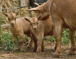 letshearitforthegoats:  Jumping ginger goats! And just two days