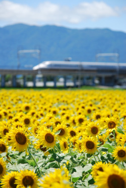 deoxify:  Shinkansen (by “KIUKO”)