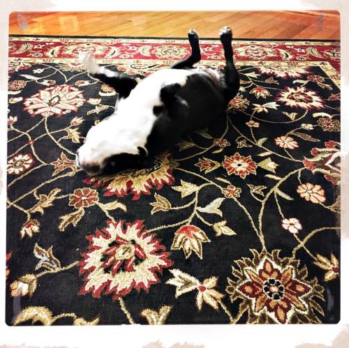 <p>Can you spot the catfish with legs on the carpet? #shakeitoff #bostonterrier #bostonterriercult #upsidedowncatfish #sirwinstoncup  (at Fiddlestar)</p>