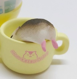 Hamsters in Cups