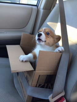 ventusthecorgi:  Stop. Stop! STOP!!  You’re about to pass the