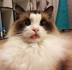 its-a-cat-world:  He forgot about his tongue for five minutes