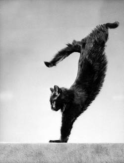   Portrait of Blackie, Gjon Mili’s cat, 1943 by Gjon Mili