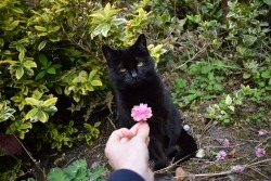 catsbeaversandducks:  amydoesthings:  proposed to my cat today