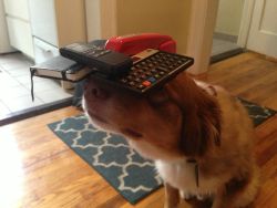 awwww-cute:  This is Bailey. Ever since I taught him to balance