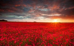 mysticallion:  The fields were afireIn swarms of red flowersThat