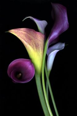 flowersgardenlove:  Colorful Calla Lilie Beautiful gorgeous pretty
