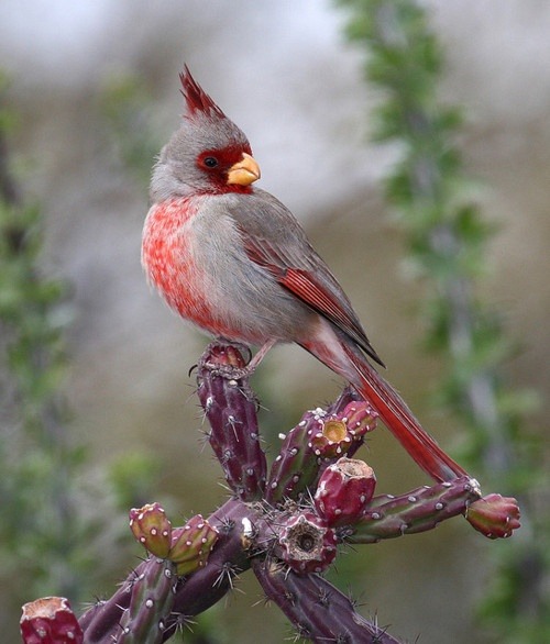 Scarlet highlights (Pyrrhuloxia or Desert Cardinal)