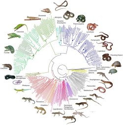 reptilefacts:  rhamphotheca: First Large-Scale DNA Barcoding