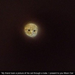 welele:  Echa una foto a un gato a través de un tubo, y tendrás