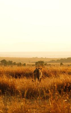 v0lt0rb:  The Lioness ~ by Dom Hart via 500px 