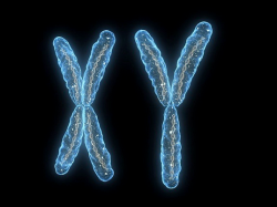 ucresearch:  Uncovering the genetic ‘Adam’ and ‘Eve’