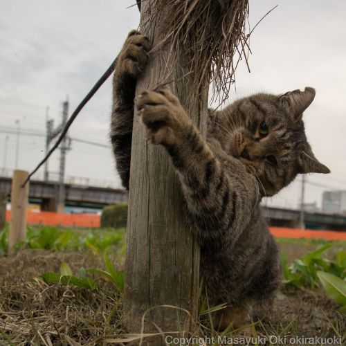 okirakuoki:  杭を守る。  #cat #ねこhttps://www.instagram.com/p/B6LGEMgFciy/?igshid=19gsa6b4wj7t8