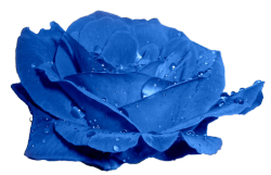 transparent-flowers:  Blue rose. Rosa hesperrhodos. 