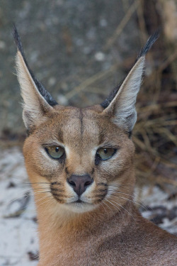 big-cat-network:Caracal by VB photography