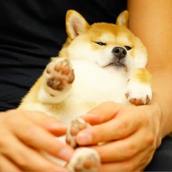 geckghost:  sasaq:  @the_shiba_mogu | Websta (Webstagram)  The