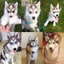 hollyjollydoggos:6 ½ weeks 8weeks 12 weeks 4months 9months 