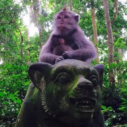 #bali #monkey  (at Sacred Monkey Forest Ubud Sanctuary)