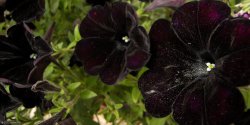 gothbug:  black petunias 