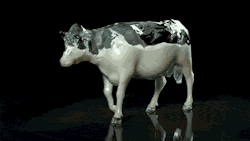 trugazi:  this is the internal anatomy of cows as far as i’m