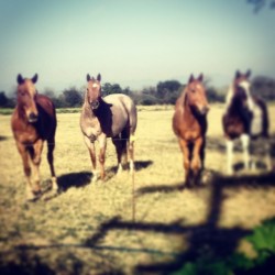 #my #baby #rocio #beautiful #horses #mi #consentida #preciosa