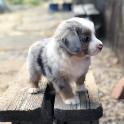 awwww-cute:  Bowie, the mini Aussie (Source: https://ift.tt/2BjQsMf)