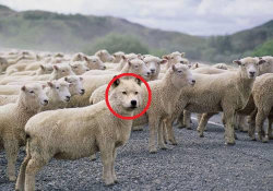 couta39:  「羊を飼ってると…こんな楽しいことが起きる」ゆかいな写真12枚:らばQ