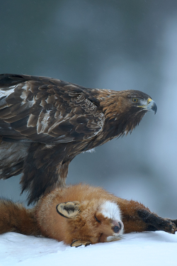 vurtual:  Golden eagle (by Edwin Kats) 