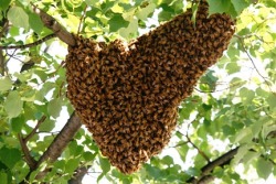 thatscienceguy:  If you ever find a swarm of bees like this on