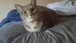 itsjustfirealarms:1. Surprise loaf 2. Inquisitive loaf 3. Anger