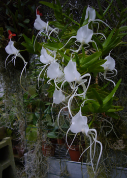 orchid-a-day:  Angraecum germinyanumSyn.: Mystacidium germinyanum;